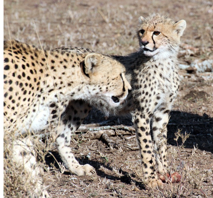 [October-18-2012-Cheetah-Mom--cub3.jpg]