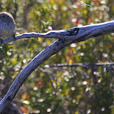 A Little Bird Enjoying The Warmth Of The Sun - Halls Gap, Australia