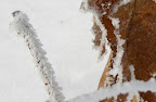 Frosted maple leaf, close up