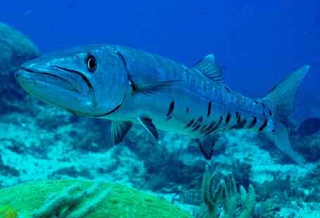 [great-barracuda%255B2%255D.jpg]