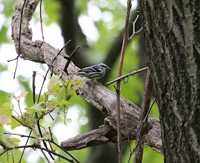 Black-and-White Warbler