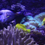 Im Aquarium in Skansen. Stockholm - 3 Tag 255.jpg
