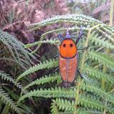 A large orange beetle at the summit of Gunung Besar (Daniel Quinn, October 2011)