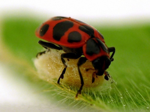 [ladybug-cocoon-110621%255B4%255D.jpg]