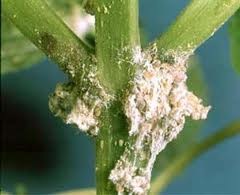 [mealybugs%255B2%255D.jpg]