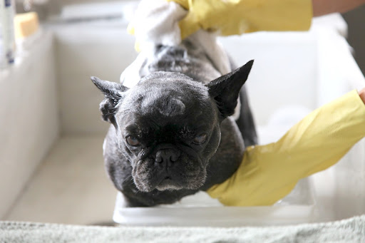 If dirt and bacteria get past our fur and onto our skin, we can develop skin infections and even those dreaded hot spots!