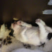 puppen anna 048.jpg