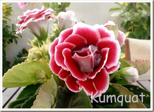 gloxinia 3