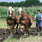 graanoogst-09-043.jpg