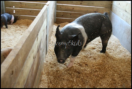 Pig FARM