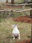 Franny, I wouldn't hold your breath.  Mr. Squirrel looks frozen up there.