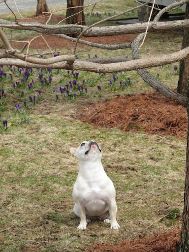 Franny, I wouldn't hold your breath.  Mr. Squirrel looks frozen up there.