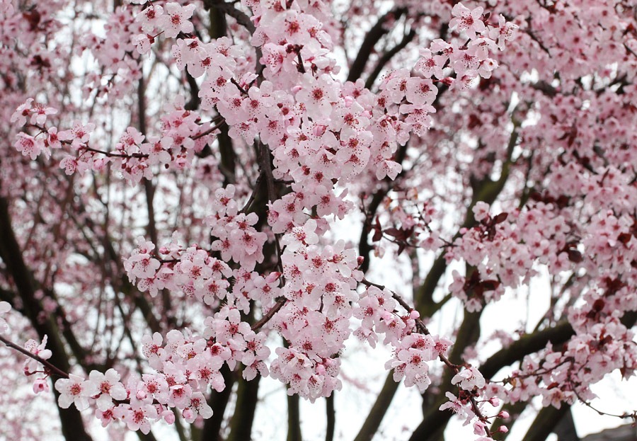 [120228_Prunus-cerasifera-Krauter-Ves%255B9%255D.jpg]
