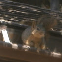 Grey Squirrel