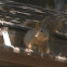Grey Squirrel