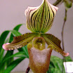 Orchid Show Seattle 010.JPG
