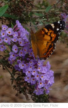 'Painted lady' photo (c) 2009, Cyndy Sims Parr - license: http://creativecommons.org/licenses/by-sa/2.0/