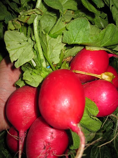 The reddest radishes
