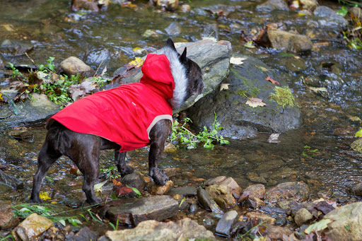 My Red Belted Coat is made of high quality water-proof polyester and it's designed to keep pooches warm and dry during the cold winter months. My Red Belted Coat is made of high quality water-proof polyester and it's designed to keep pooches warm and dry during the cold winter months.