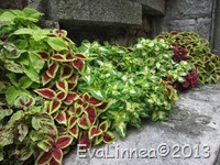 IMG_8112 IMG_8112