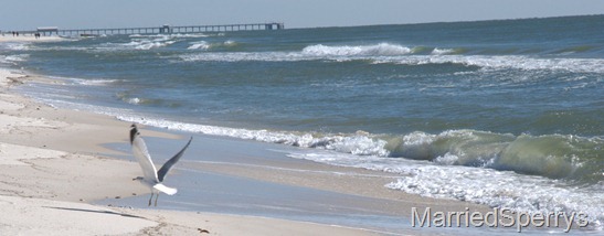 Gulf_Shores_11_13_2012_1487.NEF