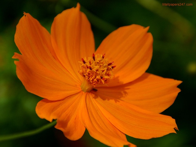 [Orange-Flower-1024-357629%255B3%255D.jpg]