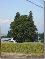 RIMG0337 RIMG0337