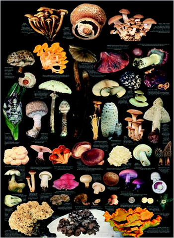 [image10.png]
