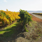 2011 Fruit Pickup