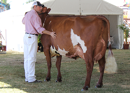 Champion Cow & Best udder.jpg