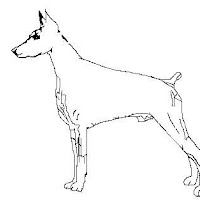 doberman