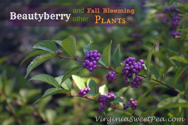 [Beautyberry%2520and%2520Other%2520Fall%2520Blooming%2520Plants%255B3%255D.jpg]