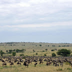 Gnuwanderung in der Nordserengeti © Foto: Svenja Penzel | Outback Africa