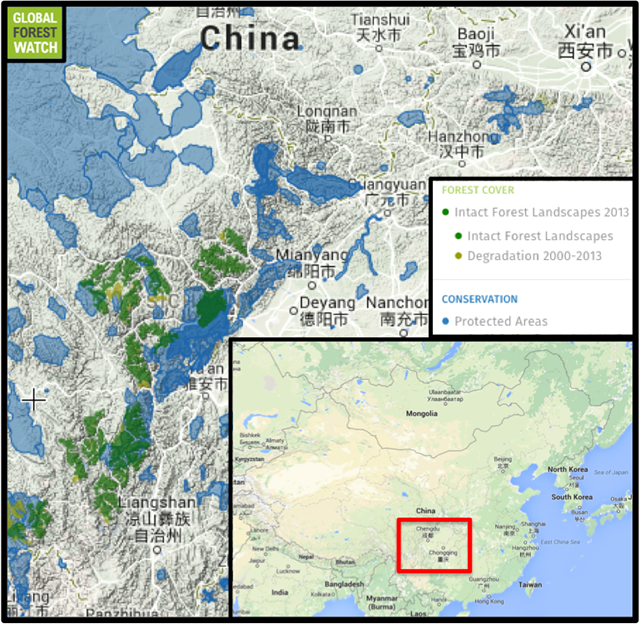 Giant pandas inhabit the montane forests of central China, which still contains large tracts of intact forest landscapes (IFLs) and features protected areas. However, the IFLs are being whittled away by human activity, with several sections degraded since 2000. Graphic: Global Forest Watch