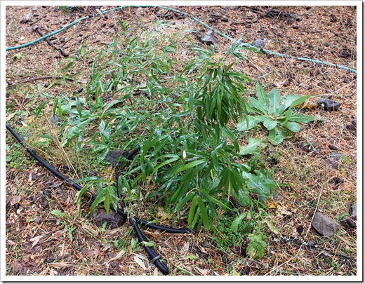 111124_Phyllostachys-aureosulcata 111124_Phyllostachys-aureosulcata