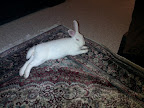 IMG_20111106_205455.jpg