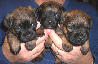 BT Pups just opening their eyes.