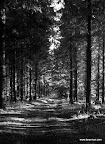 Høst på Ring (2 of 9).jpg