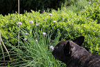 Garlic blooms, look a lot like their cousin, the chive flower.  That's because they're all part of the allium family.