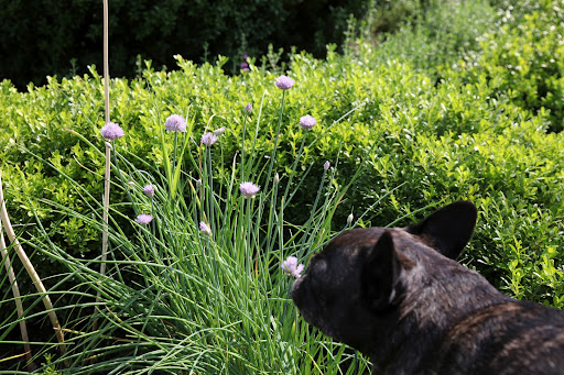 Garlic blooms, look a lot like their cousin, the chive flower.  That's because they're all part of the allium family.