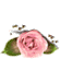 [1-55x38-rose-TR-bot22_thumb%255B2%255D.gif]