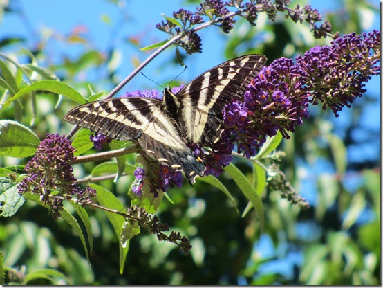 ButterflyJul2013