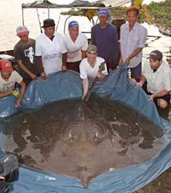 sting-ray1