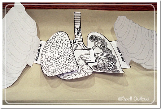 respiratorysystemvest2 respiratorysystemvest2