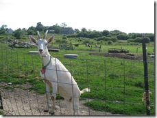 2012.06.24 4-Petting Zoo (41)