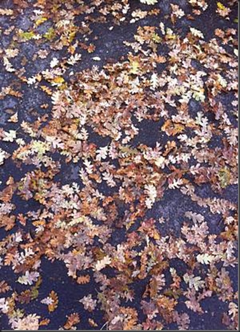 oak_leaves_in_parking_lot