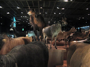 Japanese taxidermy display.  Note the crowding.