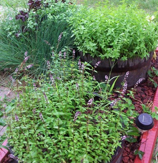[Outdoor2011spring%2520084%255B2%255D.jpg]
