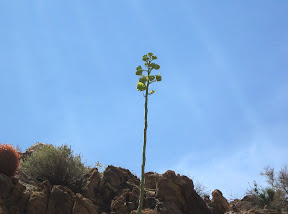 Lone Agave "Century Plant" reaches for the sky.