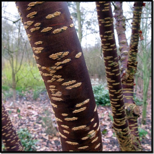 Distinctive bark of Prunus rufa